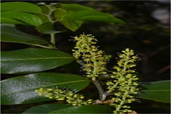 Opilia amentacea